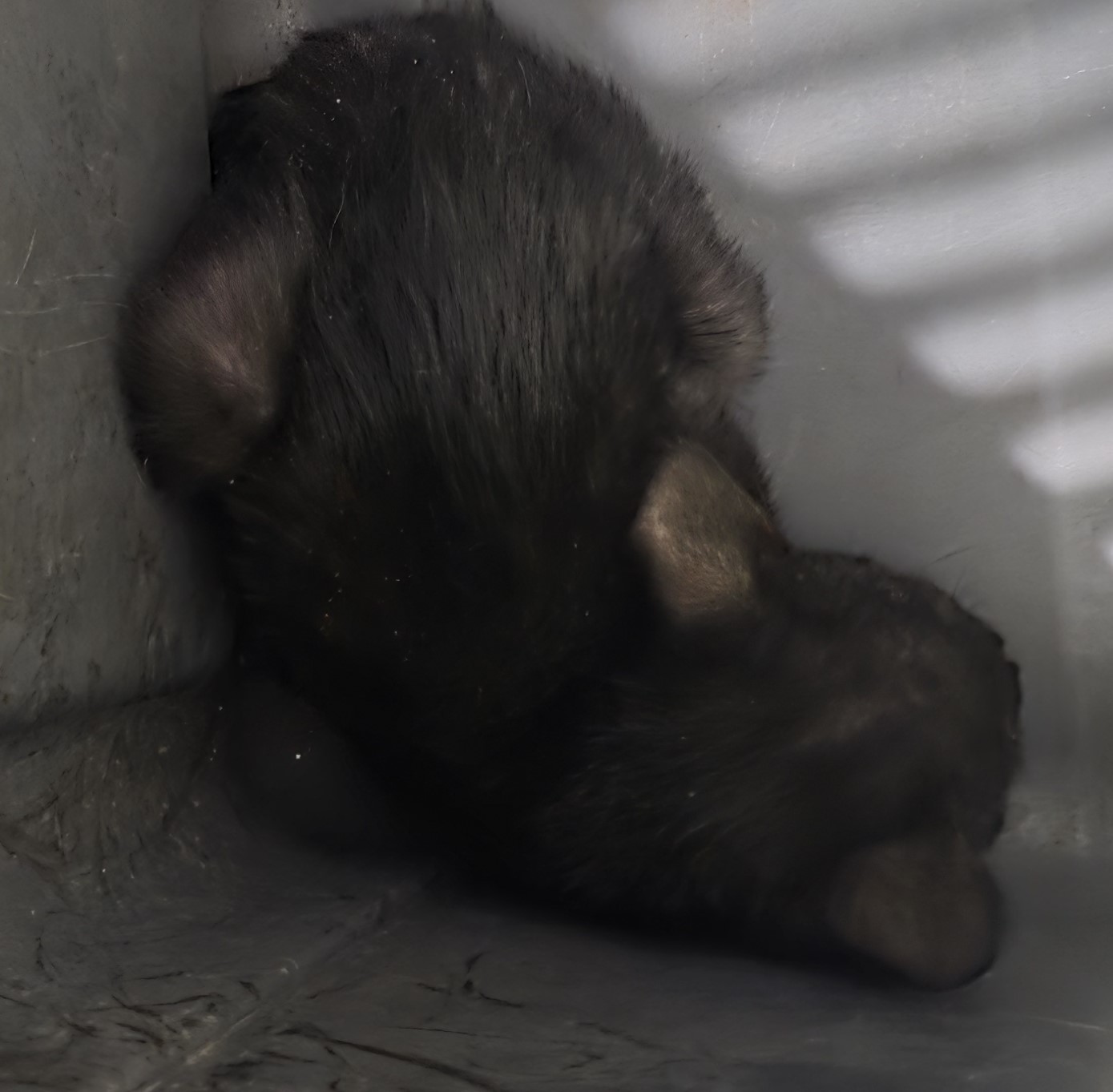 대구유기동물보호협회_427345202500694